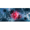 Coronavirus Animal Model