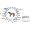 Equine Diseases Detection Reagents